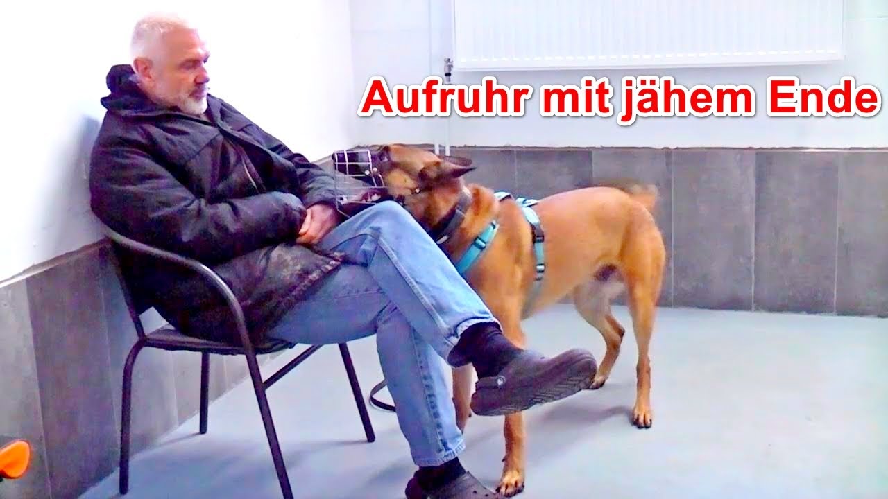 Völlig verrückt geworden!? Kontrollverlust bei Malinois – Erklär-Video