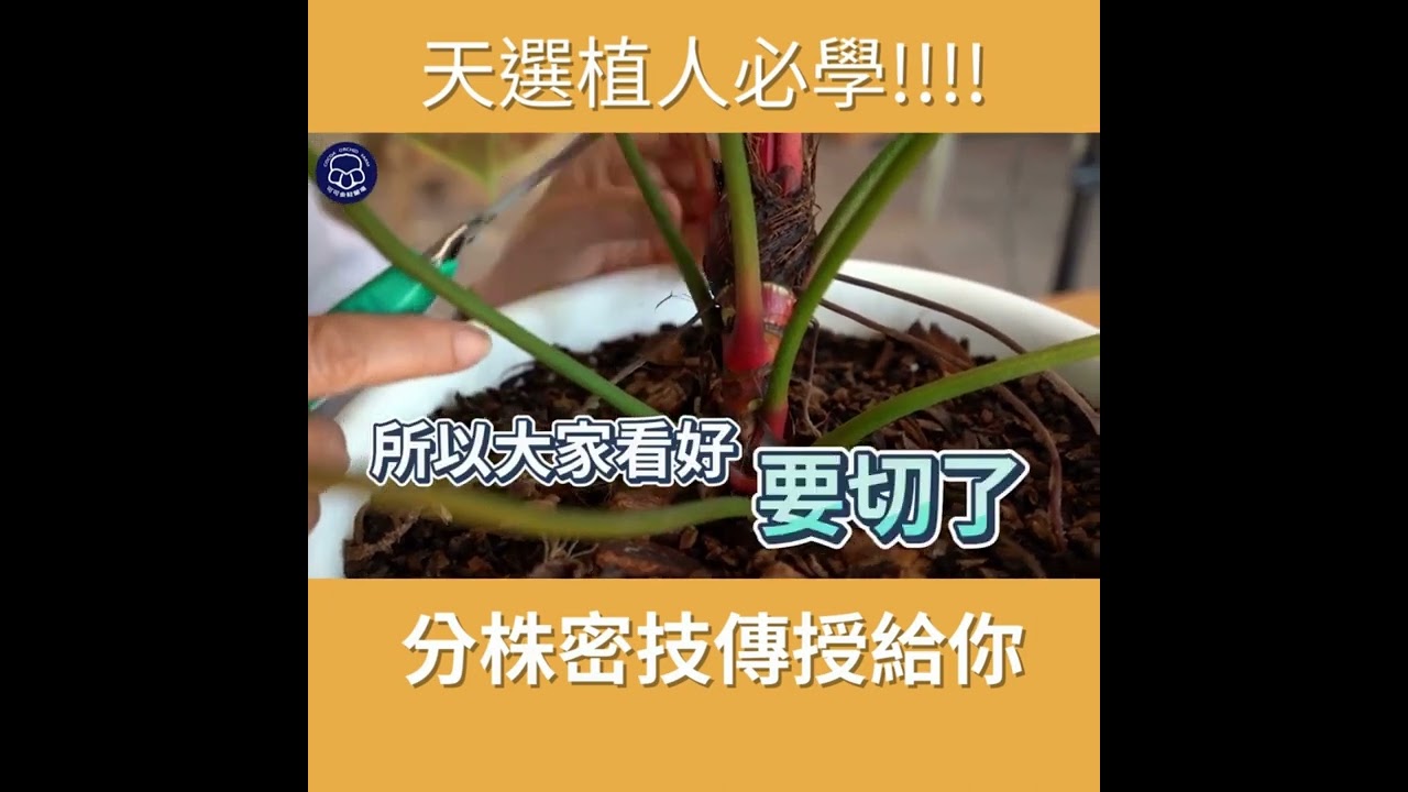 [天選植人必學!!!]分株密技傳授給您~ #Shorts #雨林植物 #植物分株 #Philodendronrubrijuvenilum #植物繁殖 #蔓綠絨 #陽台植物 #植物照顧