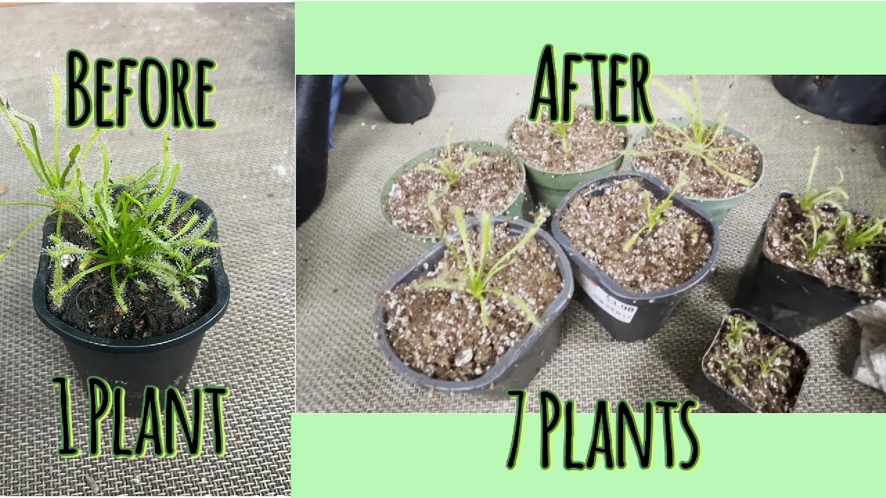 How to Repot & Divide Cape Sundews! (Drosera Capensis)