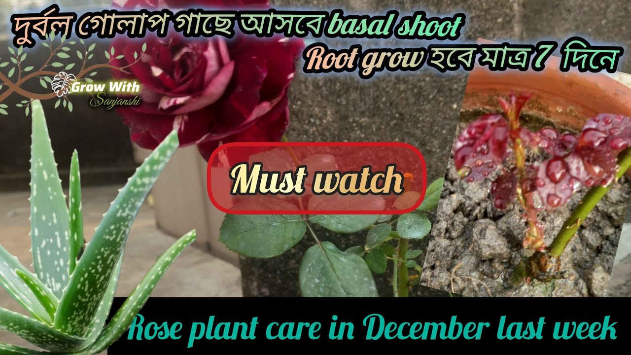 দুর্বল গোলাপ গাছে আসবে basal shoot root grow হবে 7 দিনে🐚| Weak rose plant come new basal shoot🌼#rose
