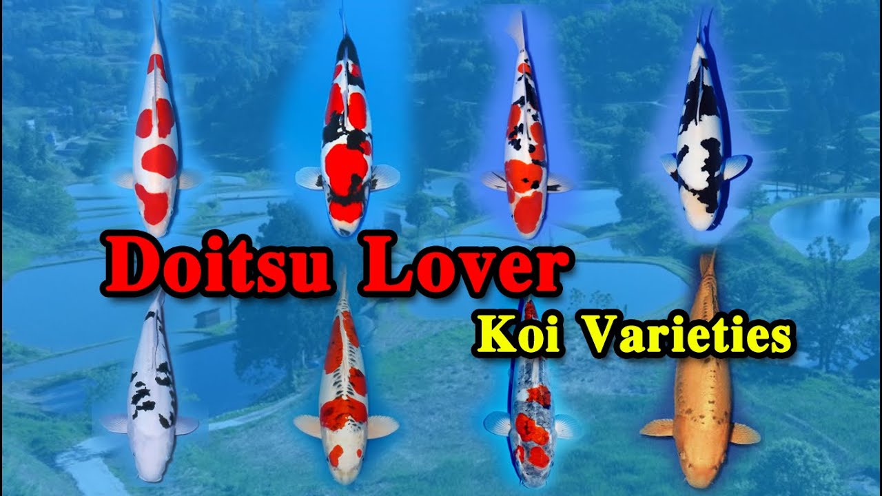 Doitsu Koi Varieties