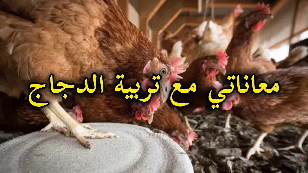 معاناتي مع تربية الدجاج
