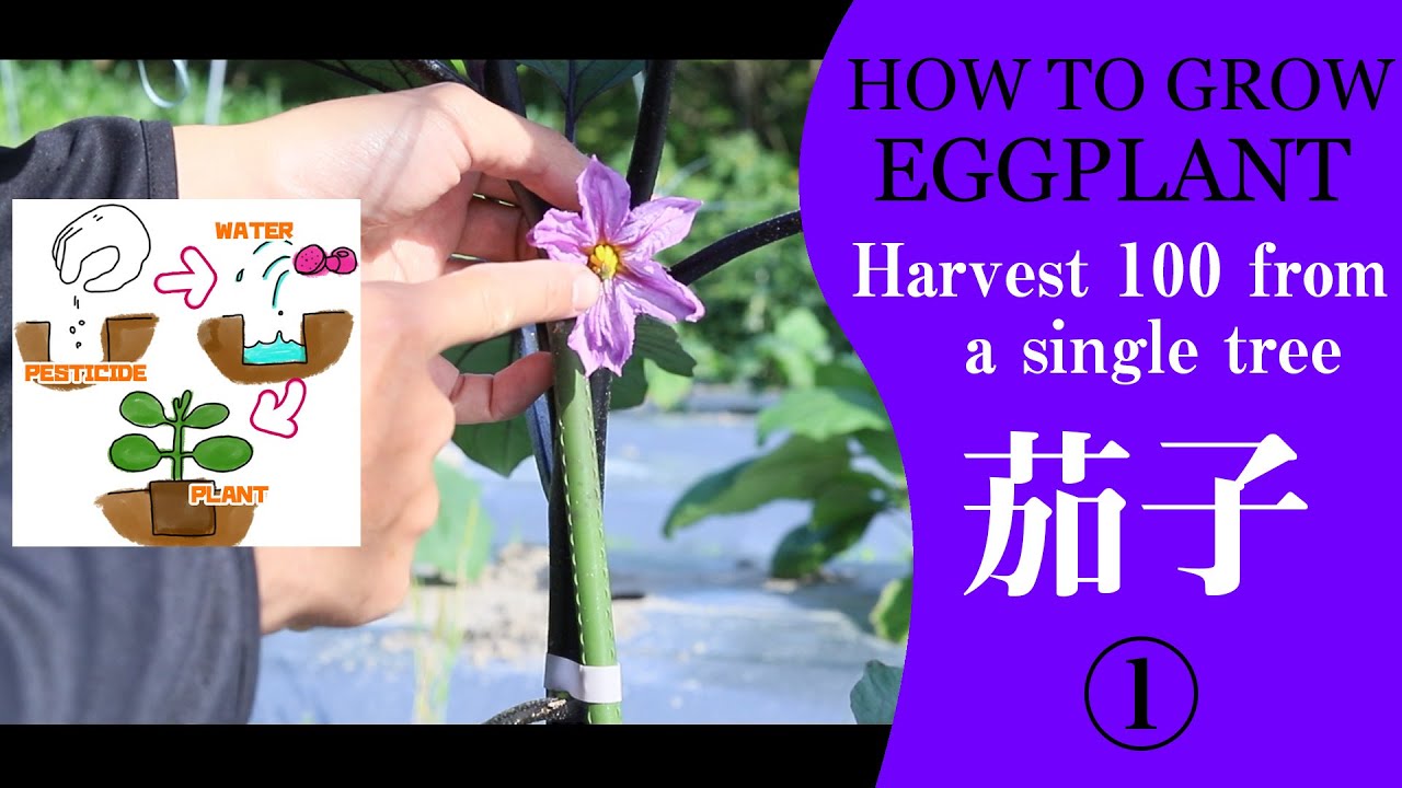 ナス一株で100本以上収穫する方法①【家庭菜園】植え付け・肥料・芽かき・摘果・仕立て・行燈