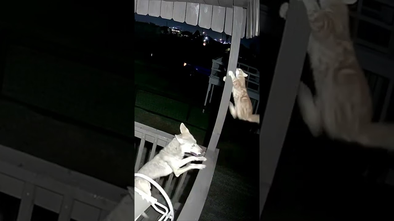 CAUGHT ON CAMERA: Cat vs Coyote #shorts