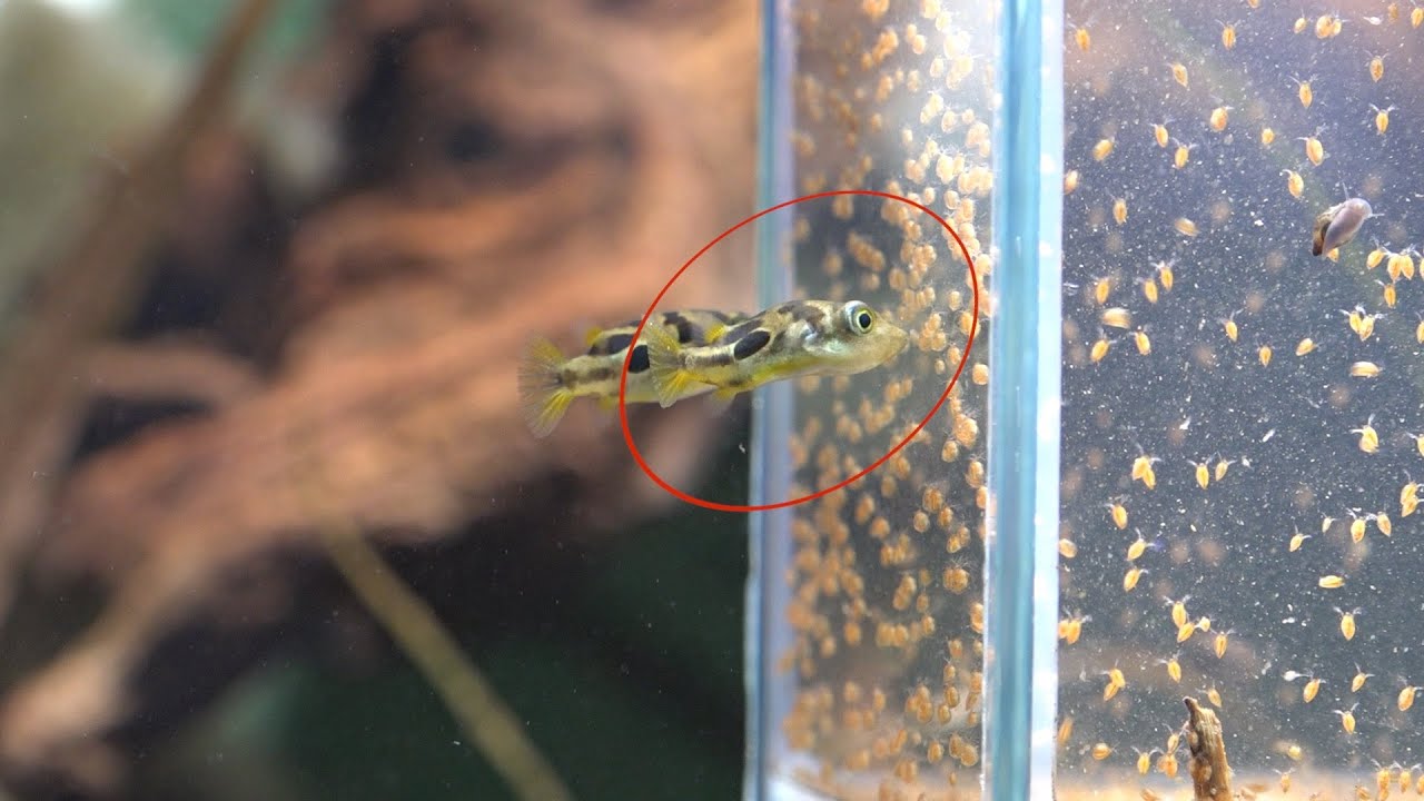 腹ぺちょのアベニーパファーに大量の微生物を与える。