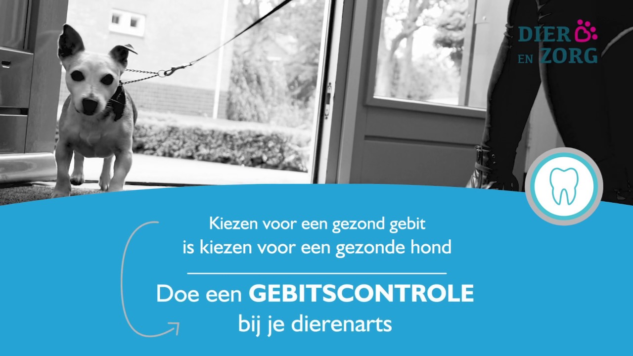 Gezond gebit - gebitsproblemen herkennen bij je hond