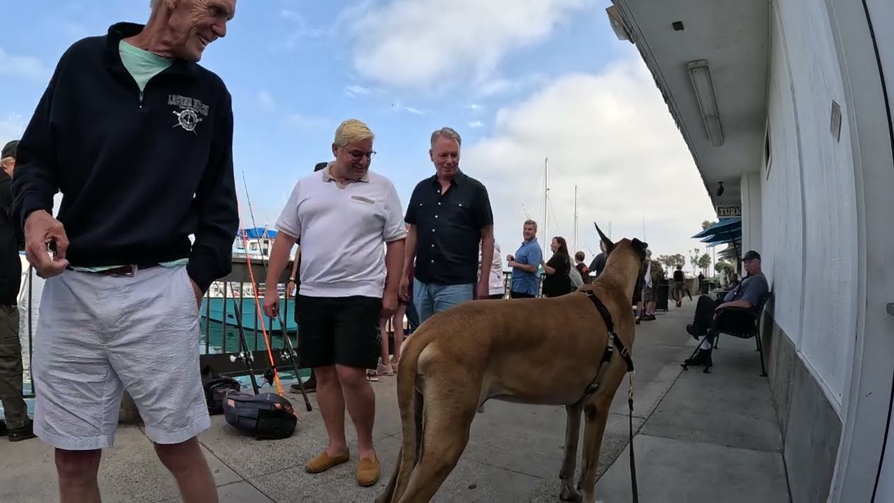 Cash 2.0 Great Dane at Dana Point Harbor 4