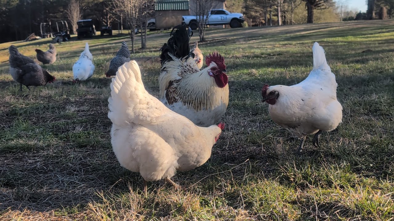 Hang OUT with us and Our FLOCK! 🐔🐓❤️