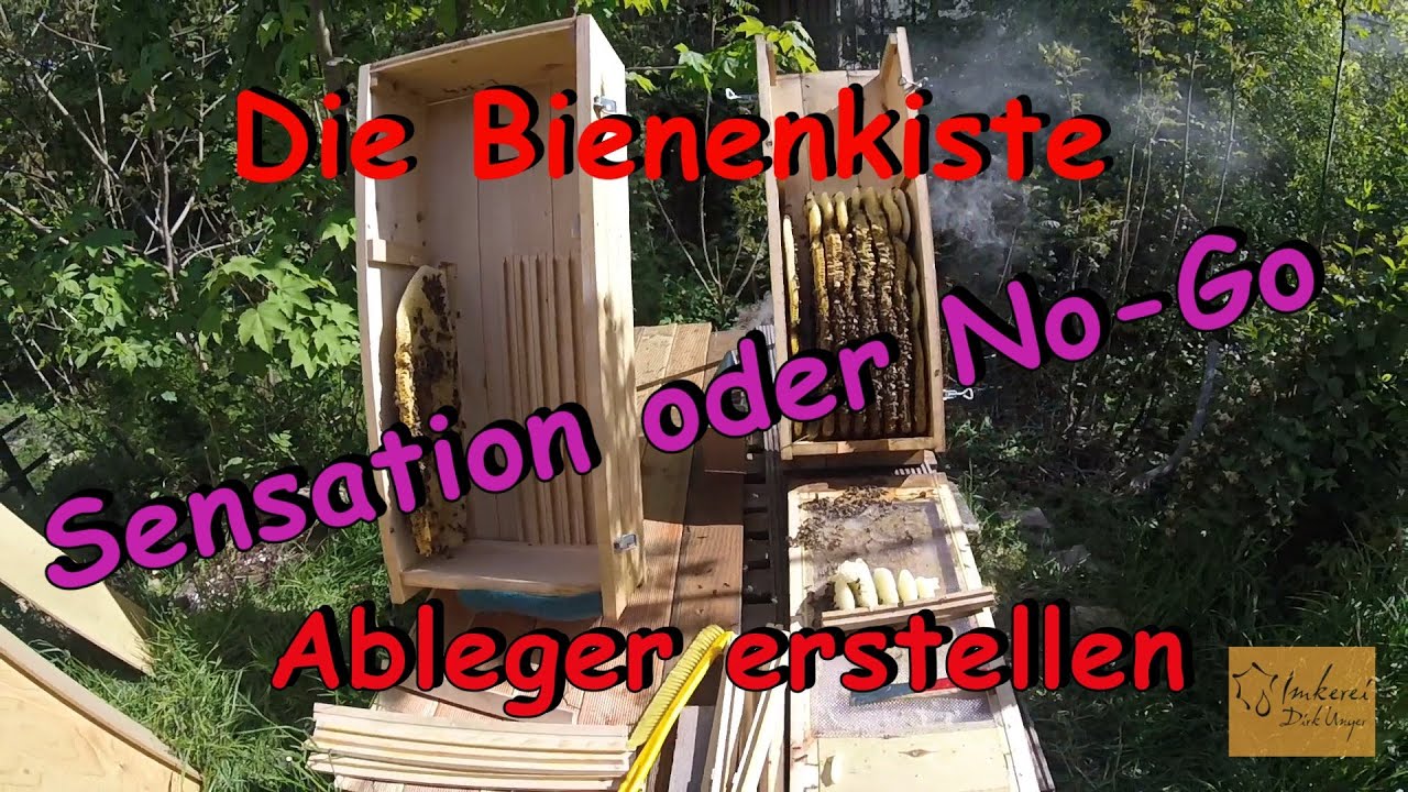 Sensation oder No-Go ? Ablegerbildung mit der  Bienenkiste