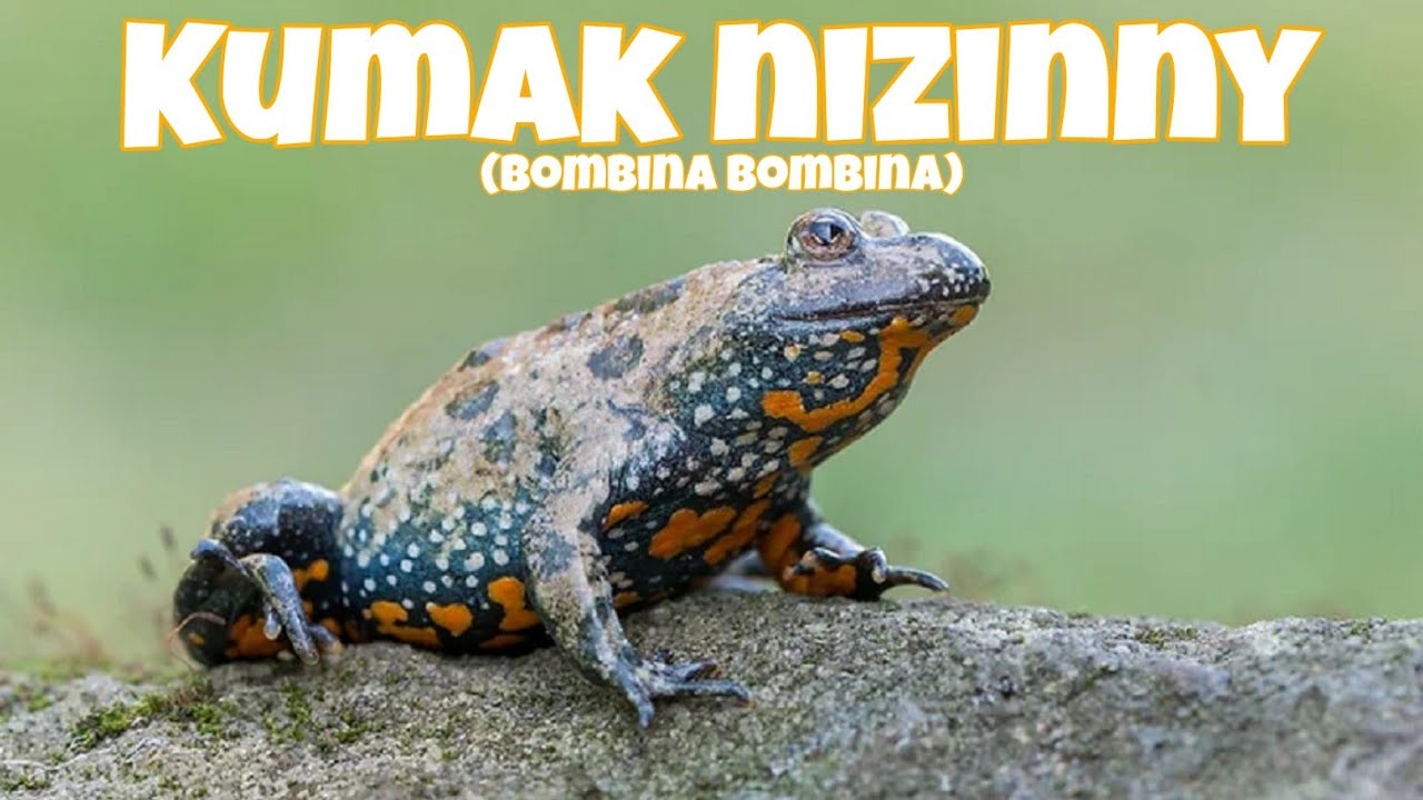 Kumak nizinny (Bombina bombina) - czyli płaz o pięknej barwie głosu