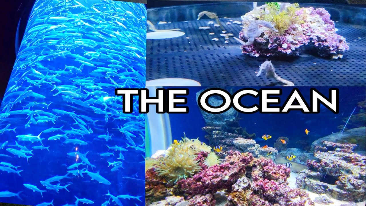AQUARIUM TERCANTIK DI OCEAN PARK HONGKONG
