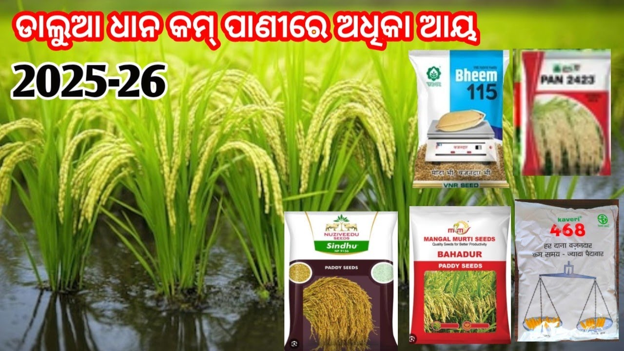 ଖରାଟିଆ ଡାଲୁଆ ଧାନ top5 research variety  // କମ୍ ପାଣୀରେ ଓ କମ୍ ସମୟରେ ଅଧିକା ଆୟ// hybrid paddy