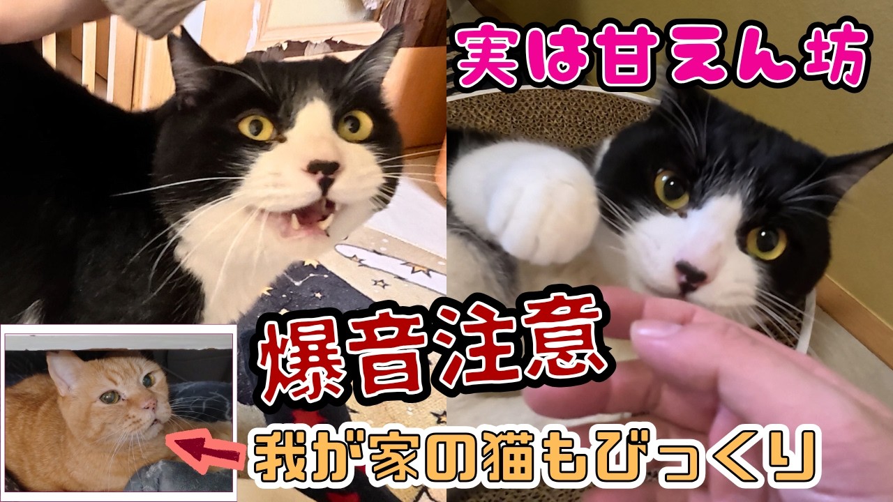 【音量注意】大きな声で鳴き続ける新入りハチワレ猫の声に我が家の猫も飛んでくる！？（保護猫カフェ猫の惑星にゃーくる）京橋駅Chimera cat meowing loudly