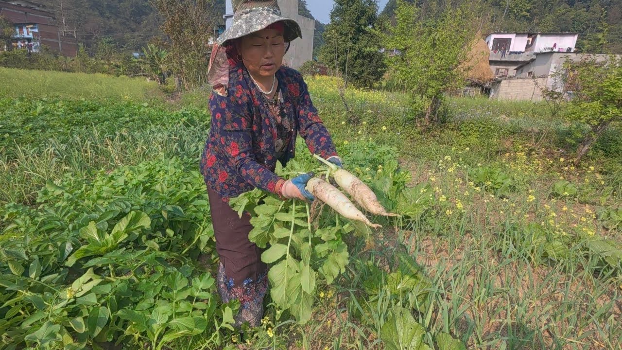 सागे खेतमा फलेको मुला साग, मिठास र माया दुवै भरिएको। 🌿 
