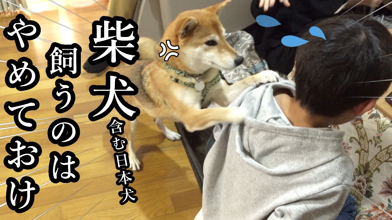 柴犬を飼いたいという甥っ子に教える柴犬の現実。これが出来ないなら飼うのはやめておけ！　#甲斐犬 #柴犬 #犬のいる生活