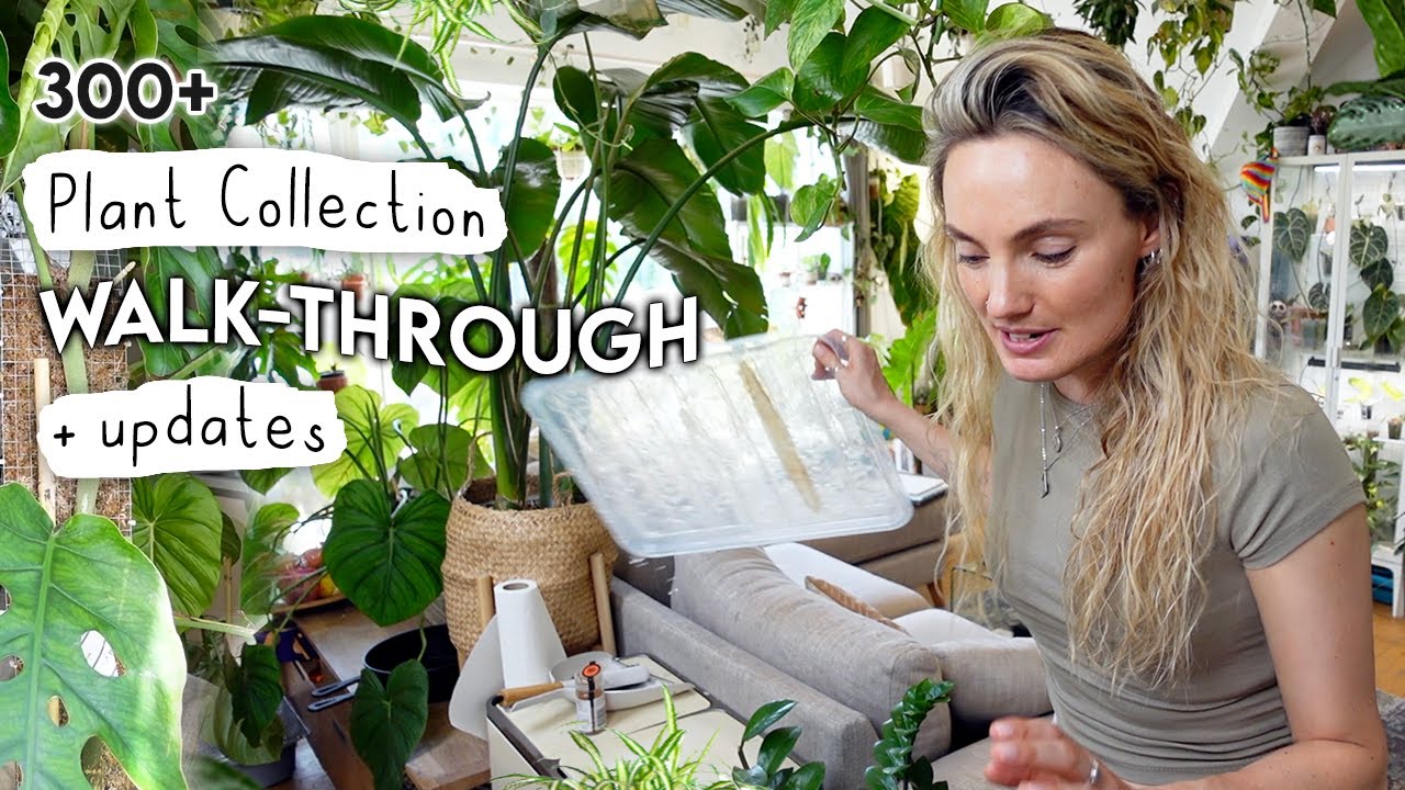 Houseplant Collection Walkthrough + Growth Updates 🌿