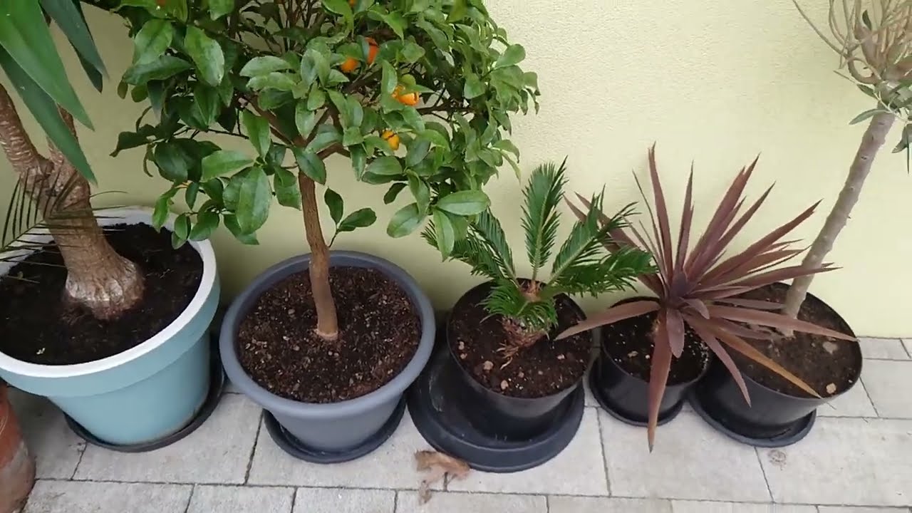 (145) Odkrywam opuncje, gunnerę i tetrapanax oraz wystawiam na zewnątrz część roślin :)
