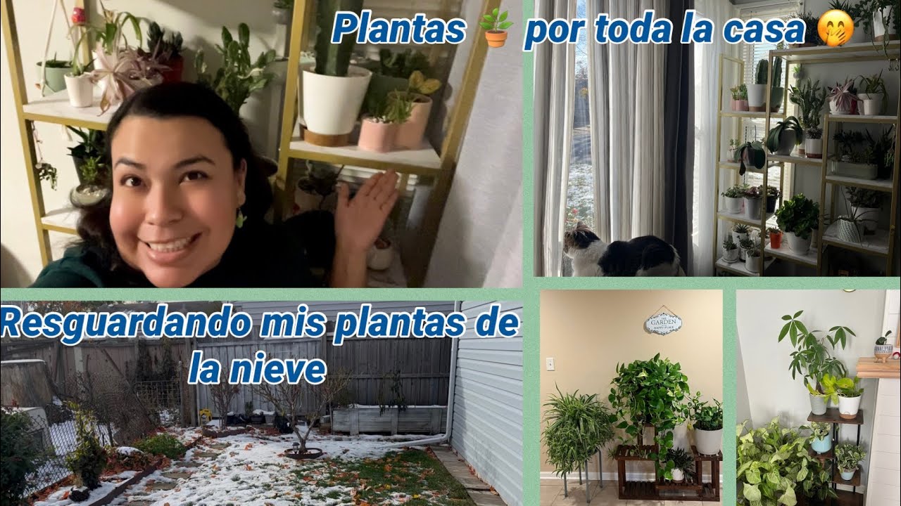Plantas por toda la casa 🤭, resguardándolas del invierno 🥶. Como cambia el jardín. 