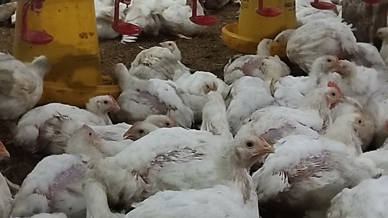 Ayam broiler