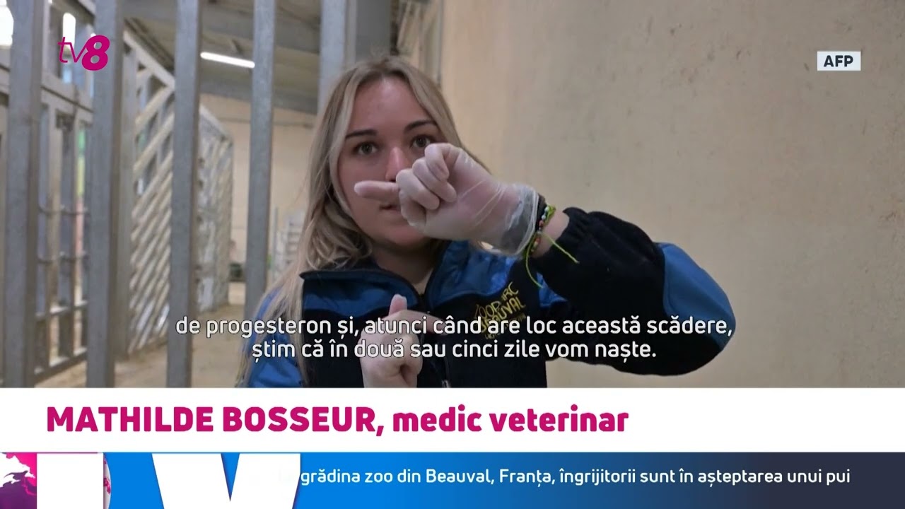Minune la o grădină zoologică din Franța: Familia de elefanți se va mări după 13 ani de pauză