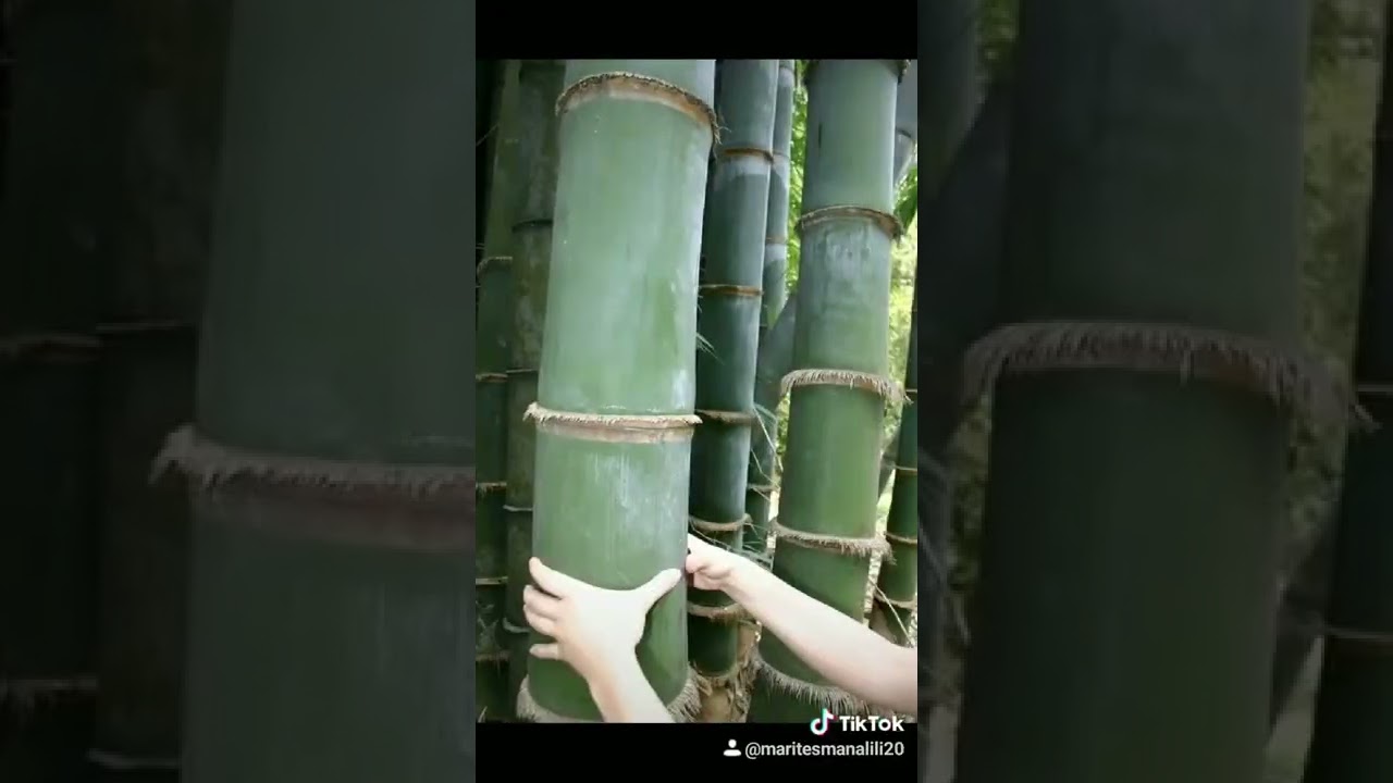 Giant bamboo...