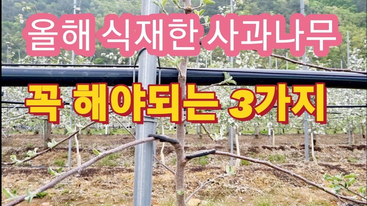 올해 식재한 사과나무 관리방법