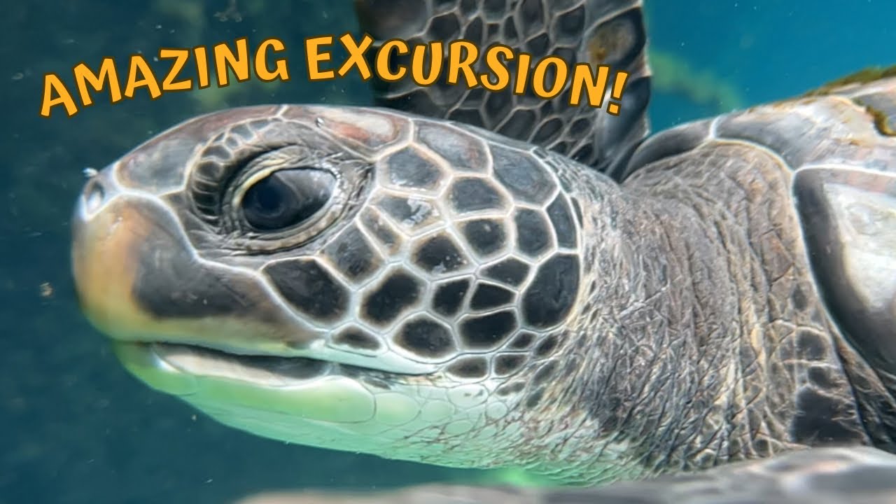 Grand Cayman Excursion | Sting Ray City & Turtle Center | Carnival Cruise | SO many turtles!
