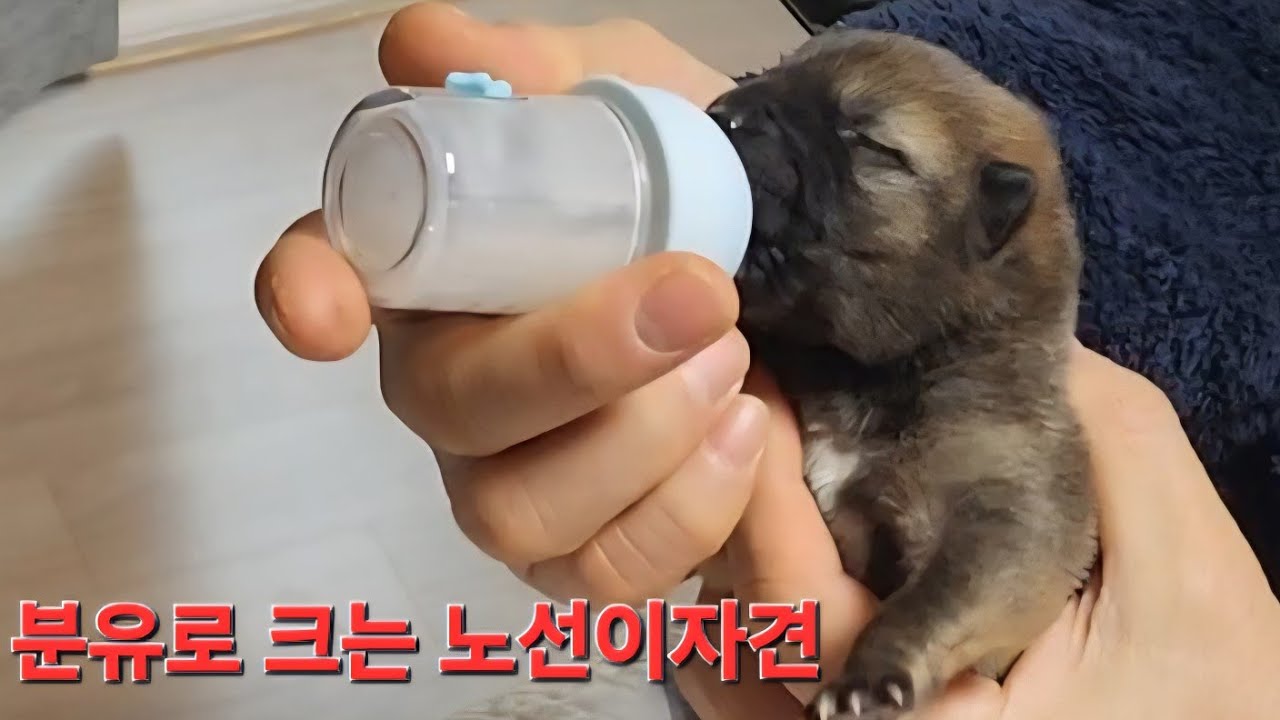 집에서 키우고있는 노선.진산자견 황구수컷