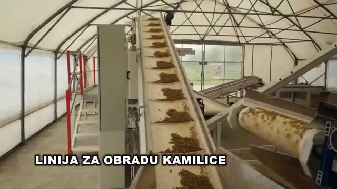Chamomile processing line