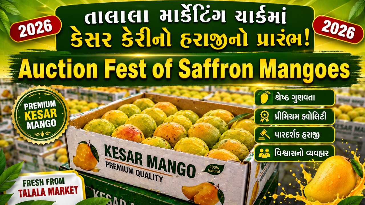 Auction Fest Of Kesar Mangoes | Talala Marketing Yard | Kesar Mangoes Auction | Talala Mango Market