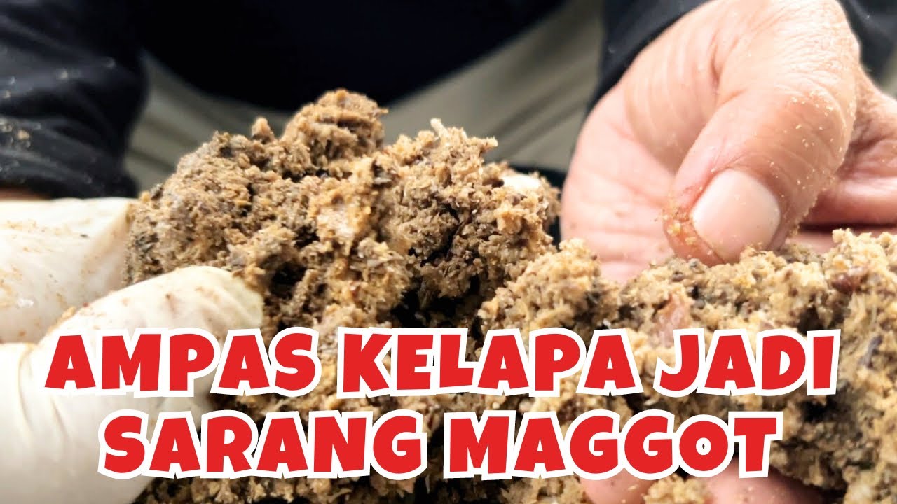 Cara Memancing Lalat BSF Bertelur dengan Limbah Ampas Kelapa