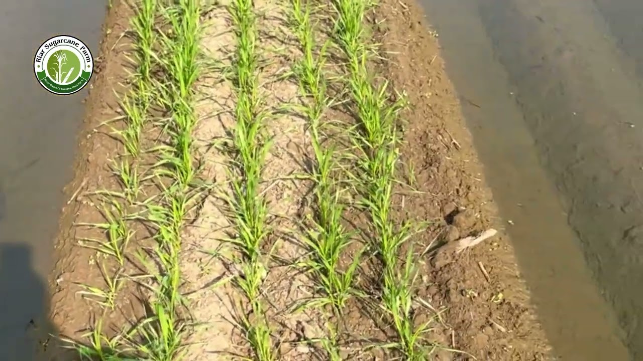 Bed de utte Kanak Wheat on beds #whaet #riar_sugrcane_farm