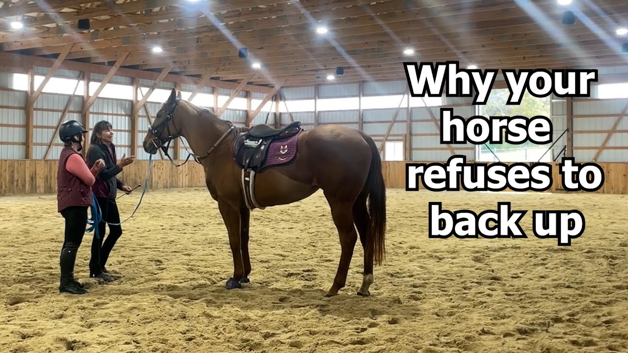 WHY your horse REFUSES to back up on the ground