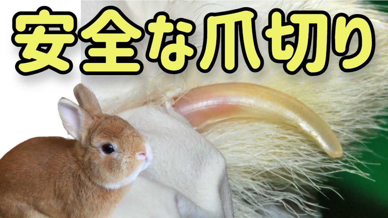 【獣医師が教える】失敗しない！安全なうさぎの爪切り#63　うさぎの飼い方Vol.29