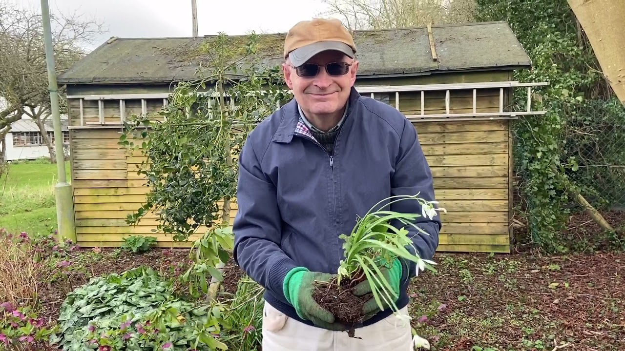 How to move and plant Snowdrops in the green