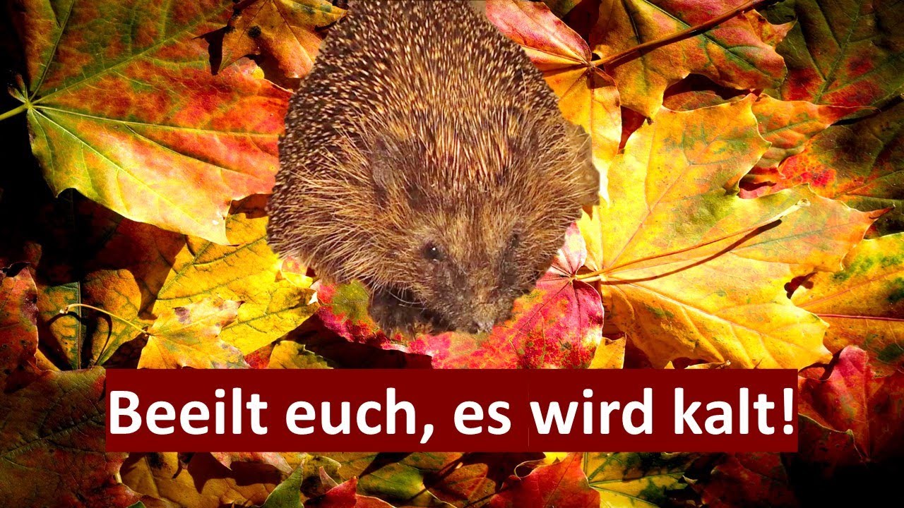 WINTERSPECK-ANFRESSEN MIT IGEL VAGABUND UND ANDEREN, ABSCHIED (05.09 - 22.09.2022)