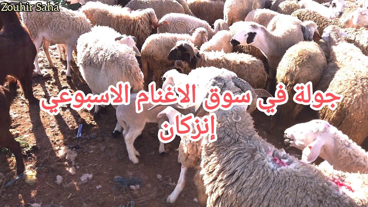 جولة في سوق الاغنام الاسبوعي إنزكان.20/01/2026.