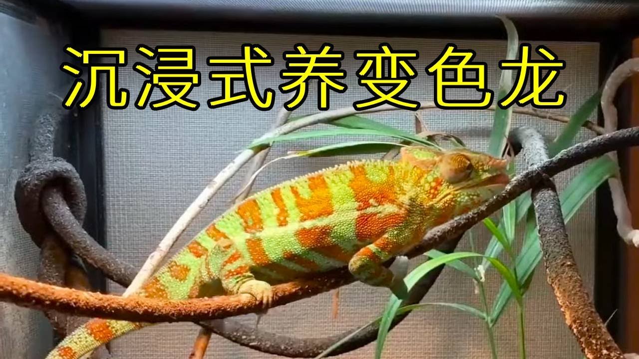 在家养变色龙怎么样？记录2年饲养变色龙的成长过程，变色龙好傲娇！【天野侠】