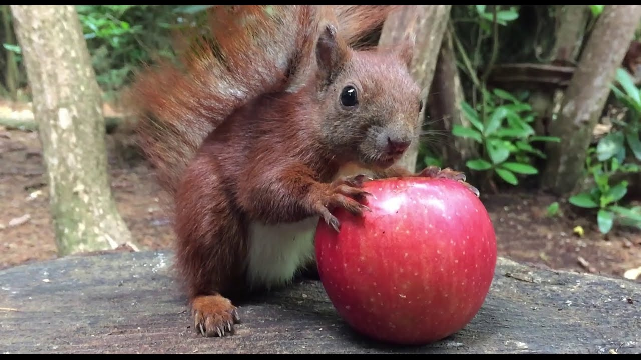 Eichhörnchen Entertainment - Der Nuss Apfel 🌰🍎 | Squirrel Entertainment - The Nut Apple 🌰🍎