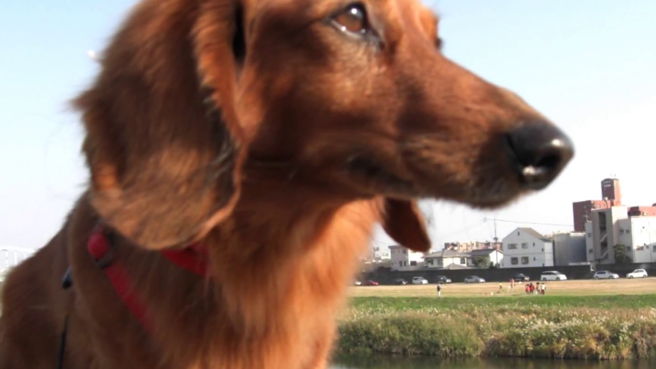 犬のうた 〜ありがとう〜  ゴウへ