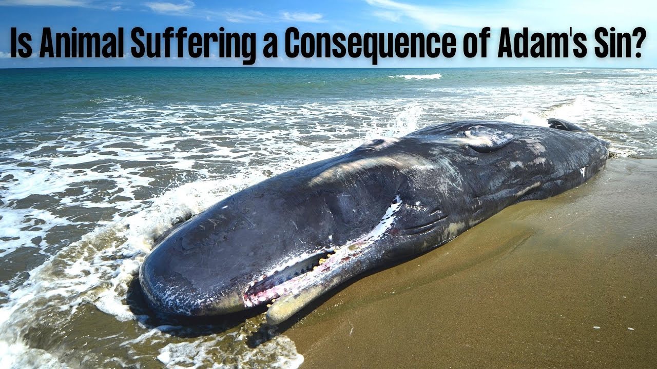 Is Animal Suffering a Consequence of Adam’s Sin?