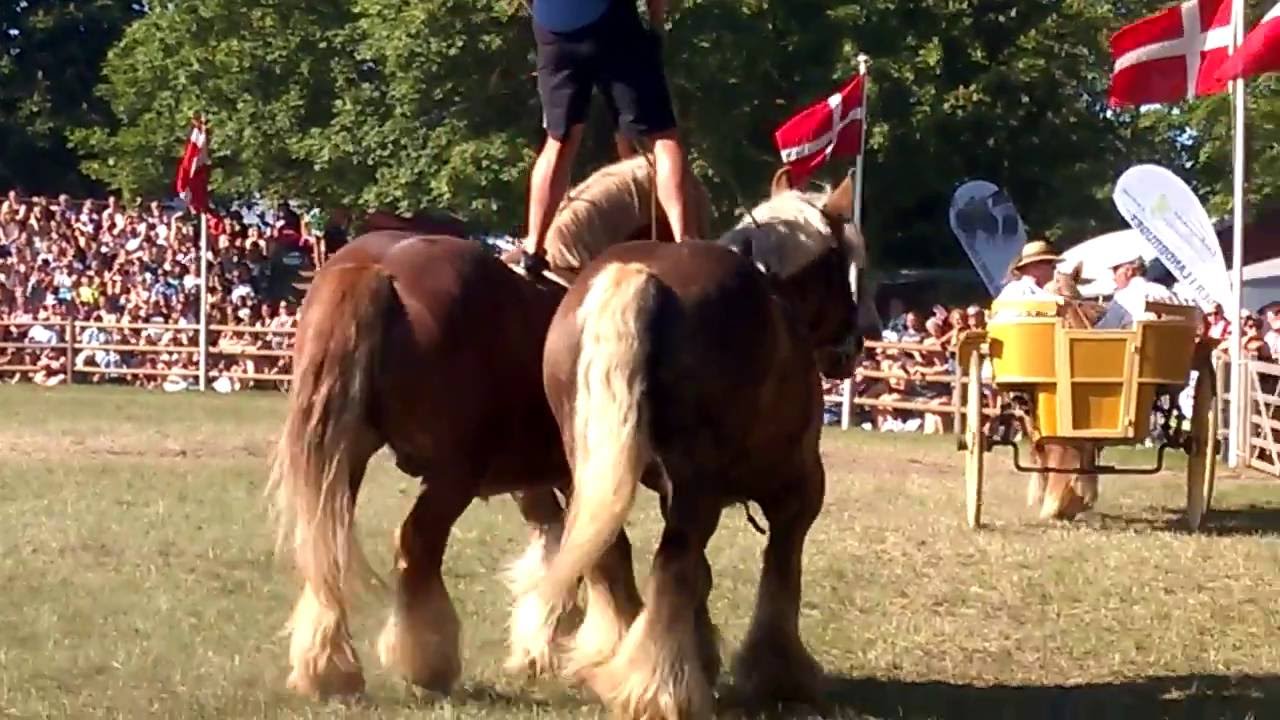 Roskilde dyrskue show Jydske heste 5. juni 2016
