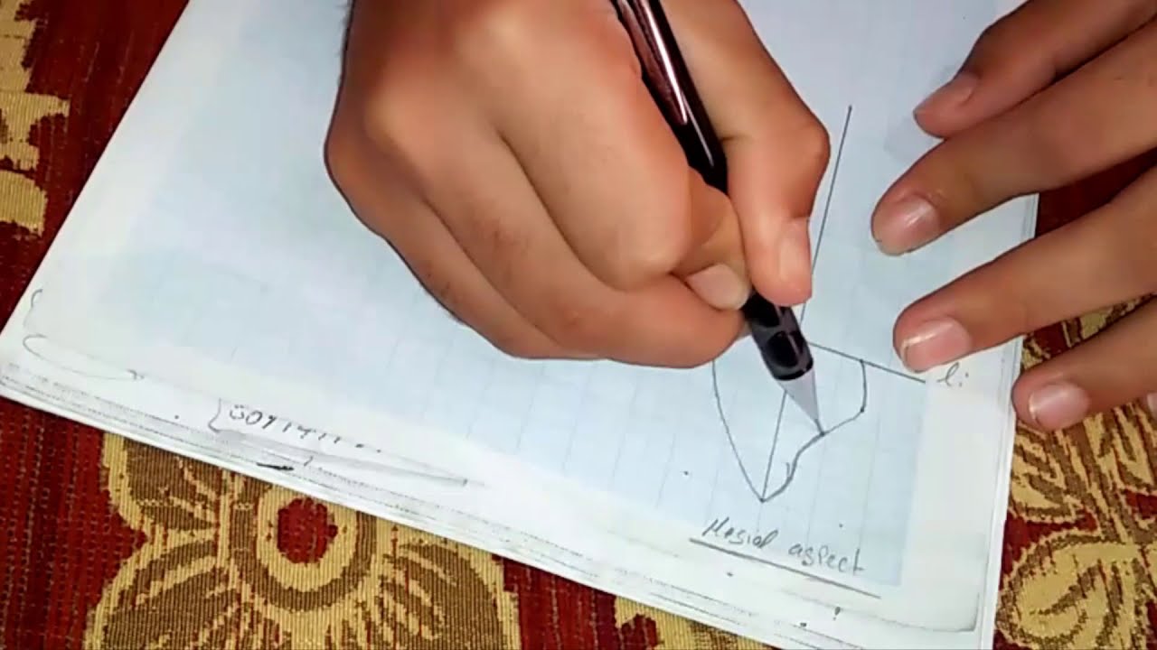 drawing upper canine