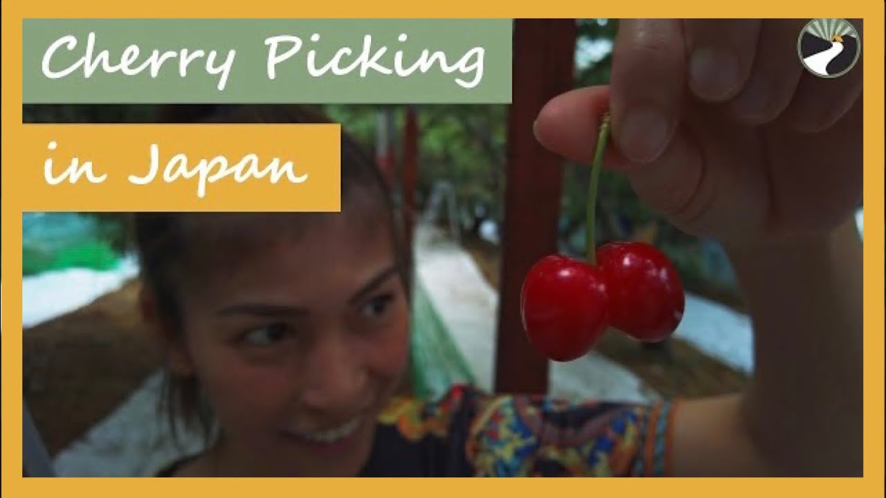 CHERRY PICKING | SAKURANBO GARI - Life in Japan / Pinoy in Japan 4k