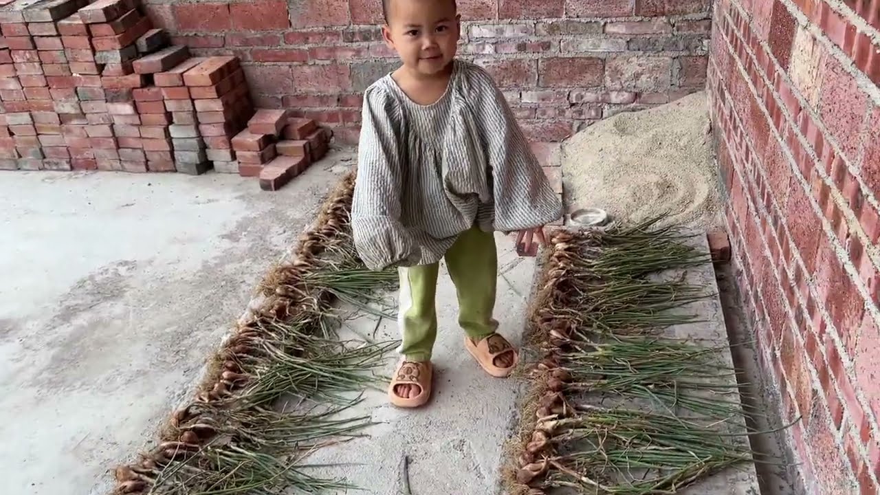 香葱大丰收，拔回来晒干，晚餐老公给孩子们煮了3个菜送饭【一帆妈妈】