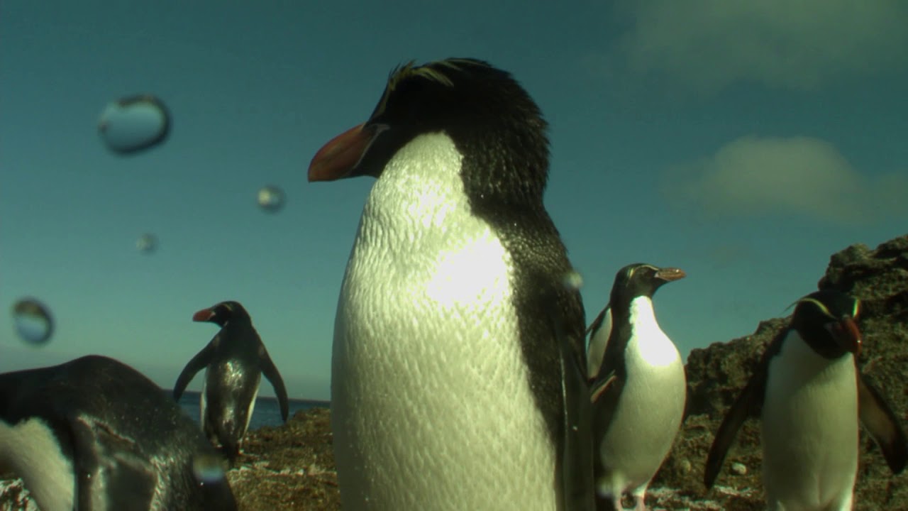 Nature Nurtures - Snares penguins