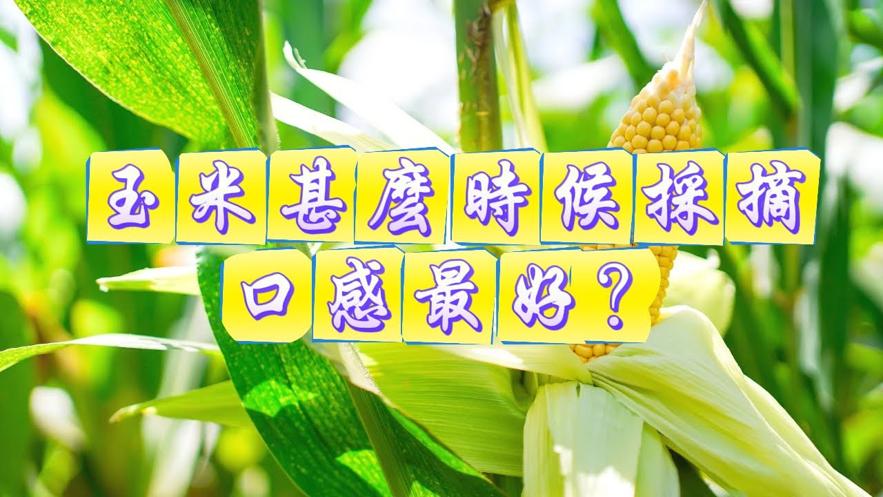 玉米甚麼時候採摘口感最好？採收玉米了#種菜 #種植小技巧 #綠色蔬菜 #關注我一起學種菜 #學種菜