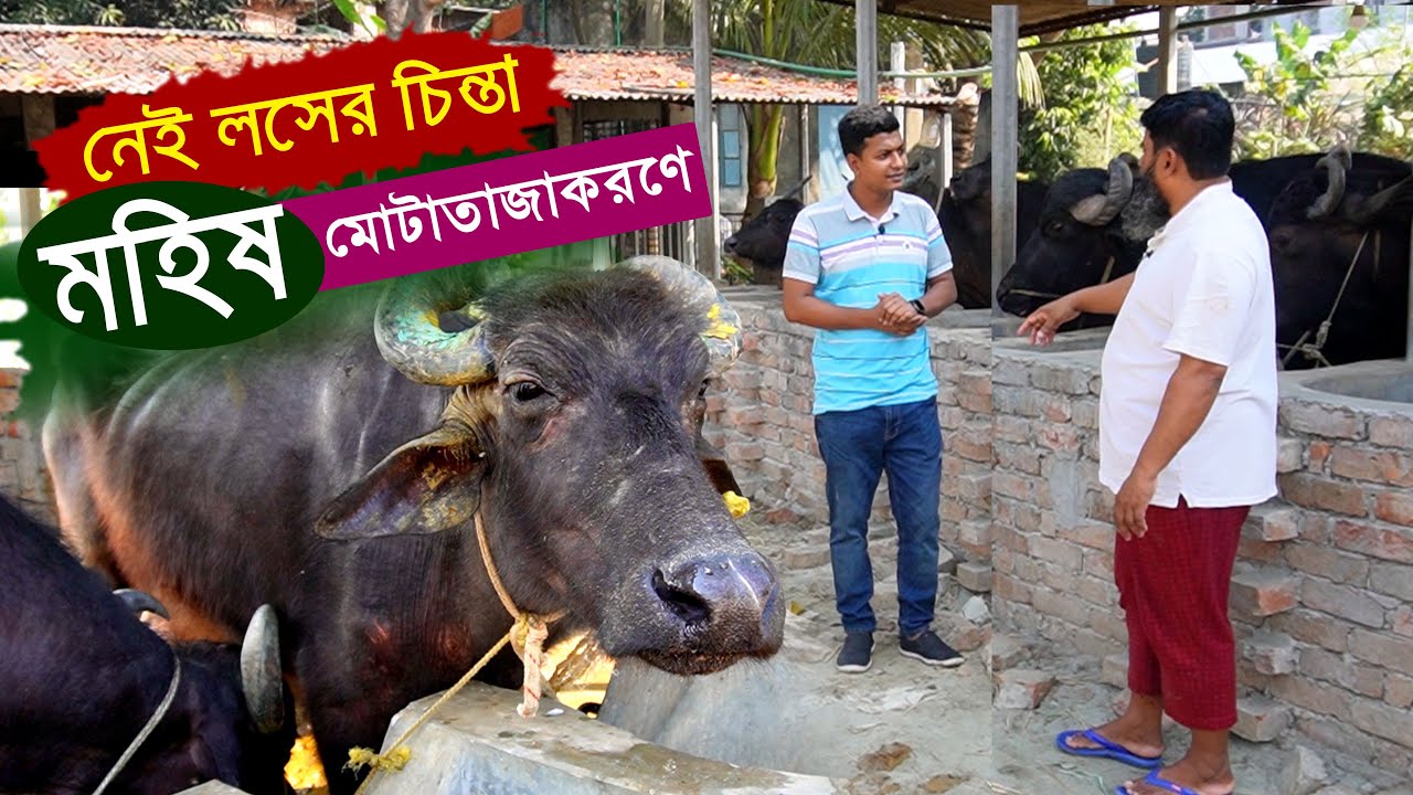 অর্থ লসের চিন্তা নেই মহিষ মোটাতাজাকরণ প্রকল্পে - মহিষ পালন পদ্ধতি | Buffalo fattening || কৃষি ঘর