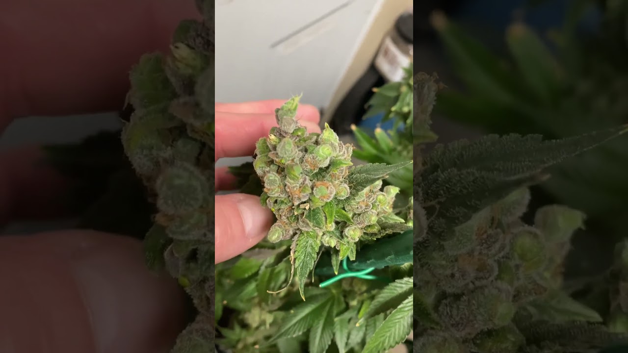 Female developing pollen pistils. #indoorgarden #fyp #gardeningtips #homegrown #plantdoctor #pollen