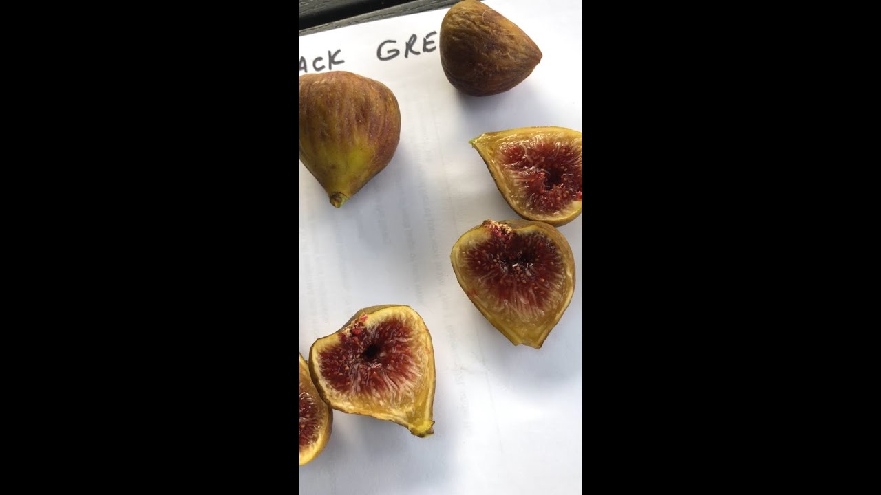 Irene's Black Greek; an in depth look and tasting!